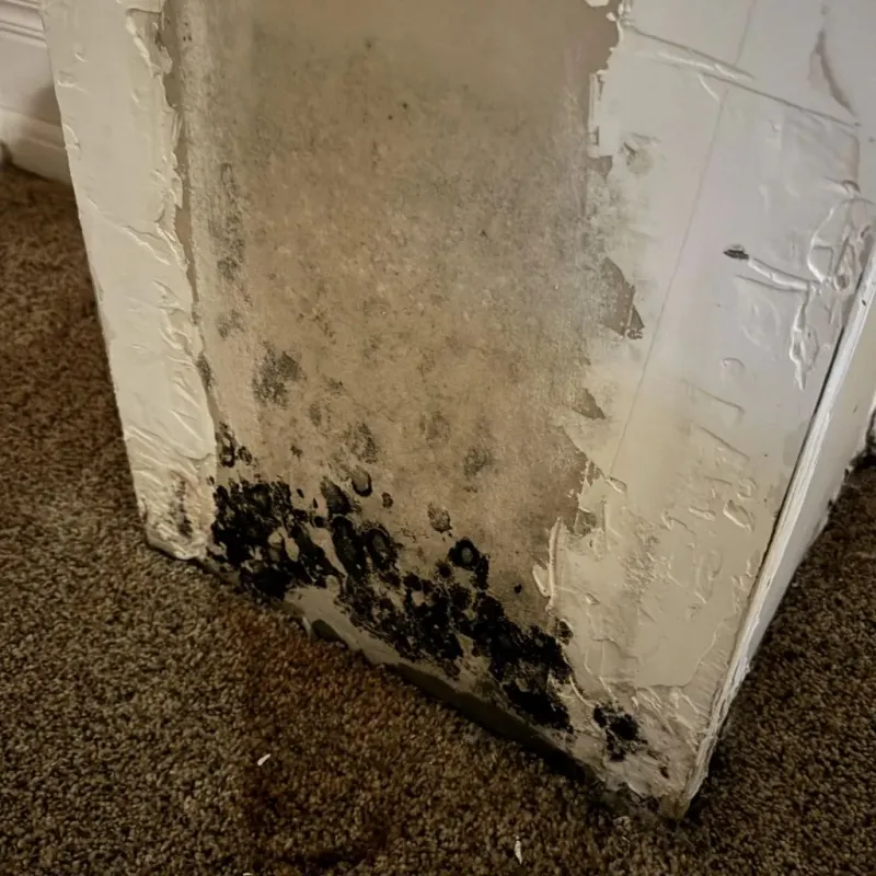 Professional Mold Removal in San Antonio Heights, CA